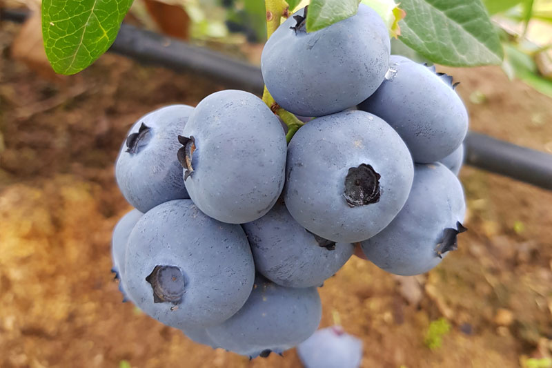 premium blueberries